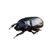 escarabajo_negro-removebg-preview