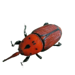 picudo-rojo-el-insecto-que-afecta-a-las-palmeras-de-zaragoza-removebg-preview